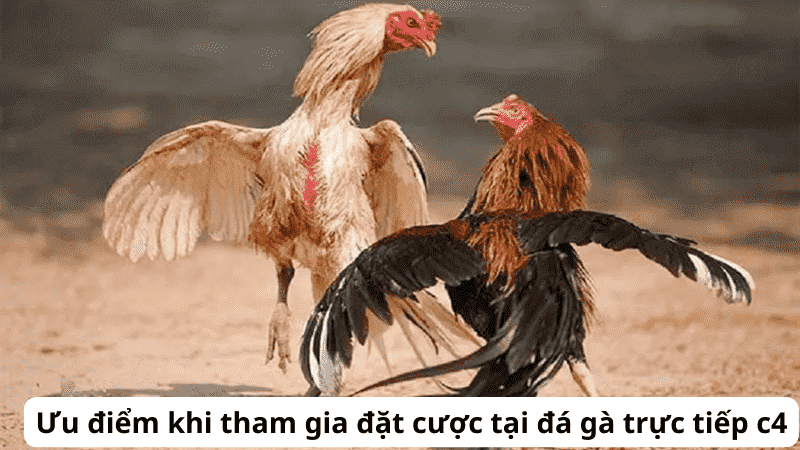 Chuẩn Bị Trước Khi Thi Đấu