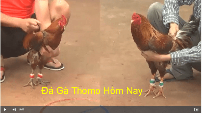 cách thực hiện gà đá trực tiếp